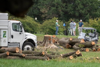 El Servicio de Parques Nacionales derribó 430 árboles en el lugar durante el inicio de un fin de semana festivo (AP foto/Nathan Howard).