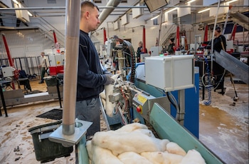 Los visones son pelados en