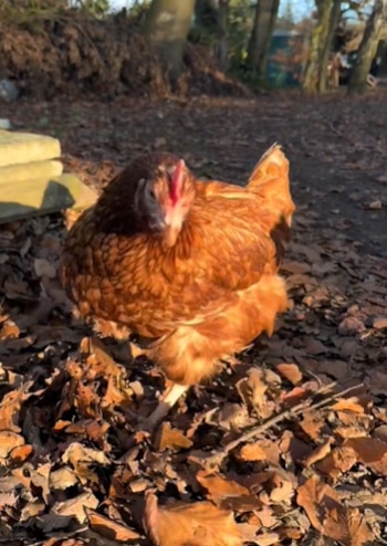 Gracias al interminable apoyo dentro