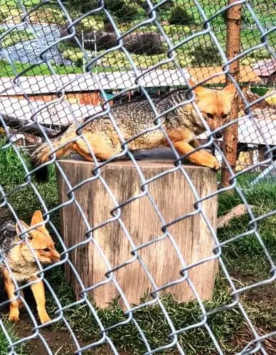 Dos zorros andinos, uno sobre un tronco de madera y otro en el suelo, se observan a través de una valla de alambre en un recinto, mostrando su hábitat adaptado (Foto: Agencia Andina)