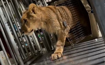 El león fue ubicado en