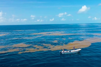 El proyecto surgido en la