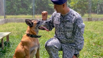 Así entrenan a los perros