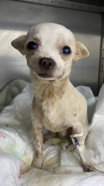 (Facebook/Veterinaria Animal Center "Pet Shop")