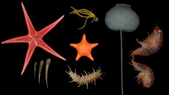 Hallan más de 50 especies