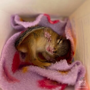 Al roedor le gusta acostarse