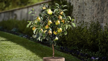 FRUTALES DECO