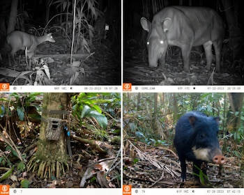 Cuatro imágenes con un ciervo nocturno, un tapir, una cámara instalada en el tronco de un árbol y un cerdo silvestre