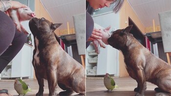 “Muy celoso”: la divertida reacción