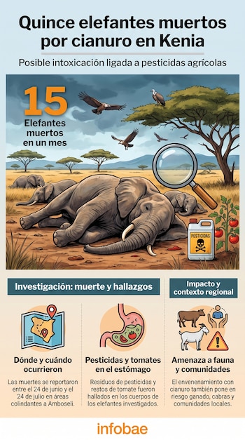 'Quince elefantes muertos por cianuro en Kenia'. Ilustración de elefantes, buitres, lupa, pesticida, tomates. Iconos de mapa, estómago, ganado y personas. Logo Infobae.