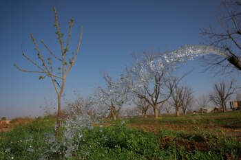Según la CILA, la escasez