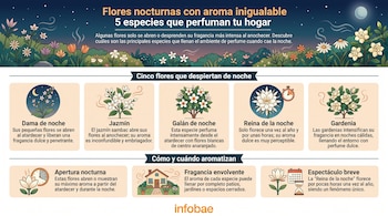 Infografía con título sobre flores nocturnas, descripciones de dama de noche, jazmín, galán de noche, reina de la noche, gardenia. Contiene iconos e ilustraciones de plantas.