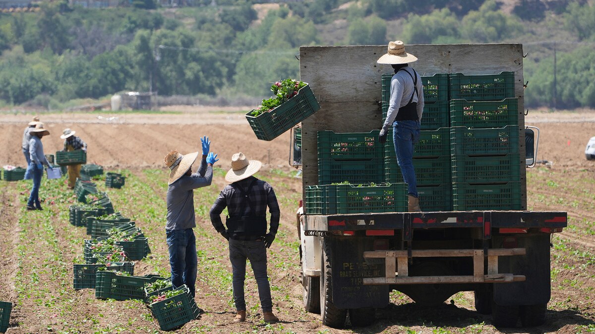 El sector agrícola en California ha sido gravemente afectado tras las redadas de inmigración - Infobae