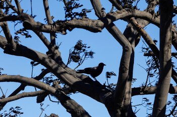 Algunos animales, como cuervos y