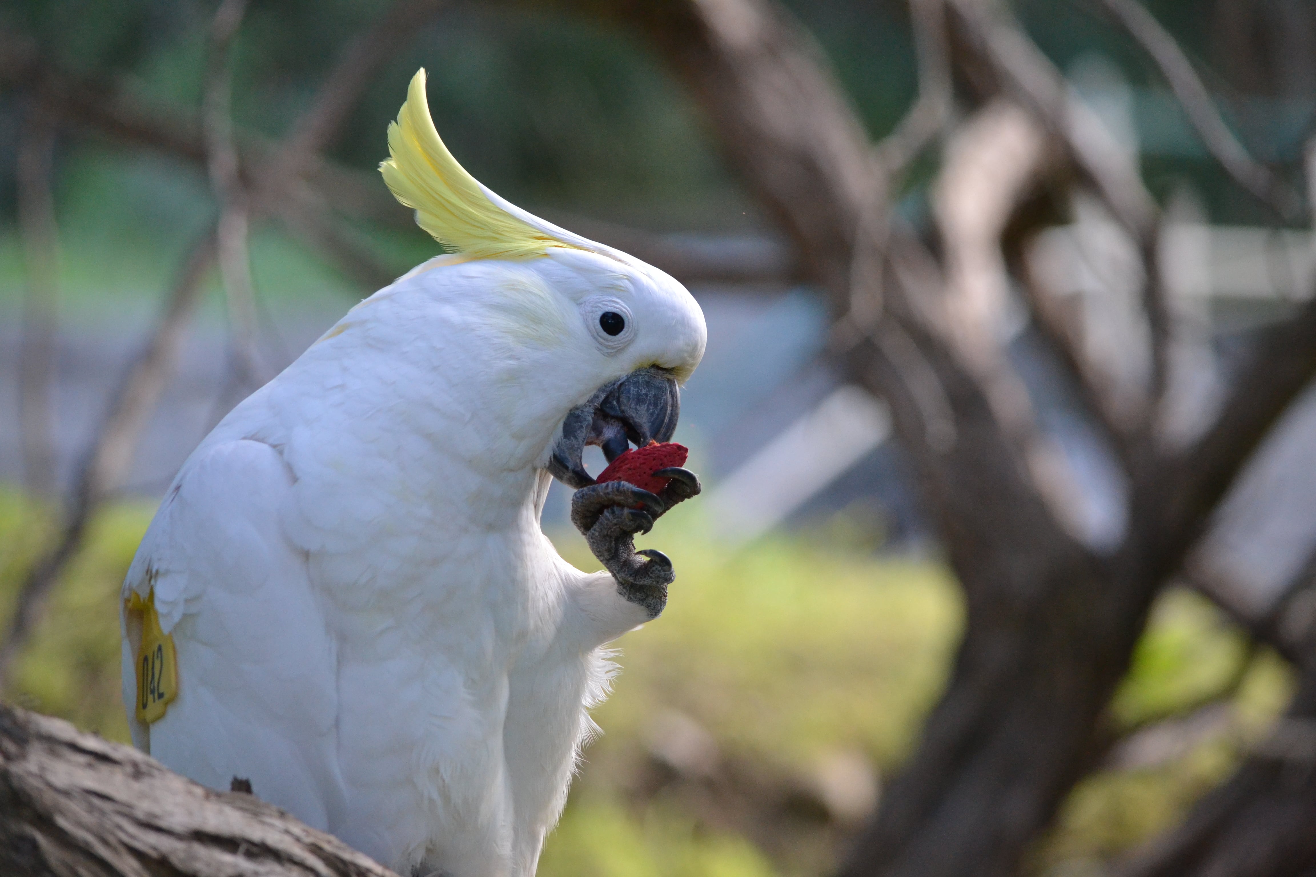 La investigación de la Universidad de Utrecht en el Vogelpark Avifauna examinó si el bienestar animal en cautiverio requiere oportunidades reales para expresar conductas propias de la especie (Julia Penndorf/Universidad Nacional Australiana)