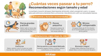 Infografía con un hombre paseando tres perros de diferentes razas, y paneles con texto sobre recomendaciones para pasear perros según su tamaño y edad.