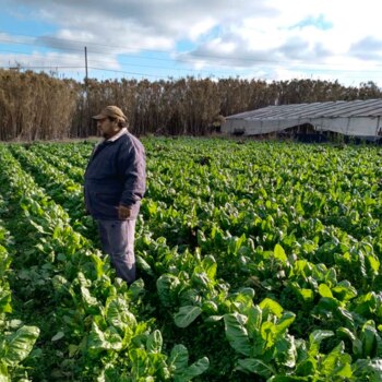El precio de los alimentos
