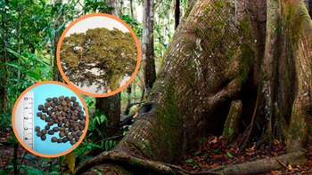 El árbol de la Amazonía