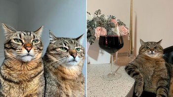 Los dos gatos comparten la