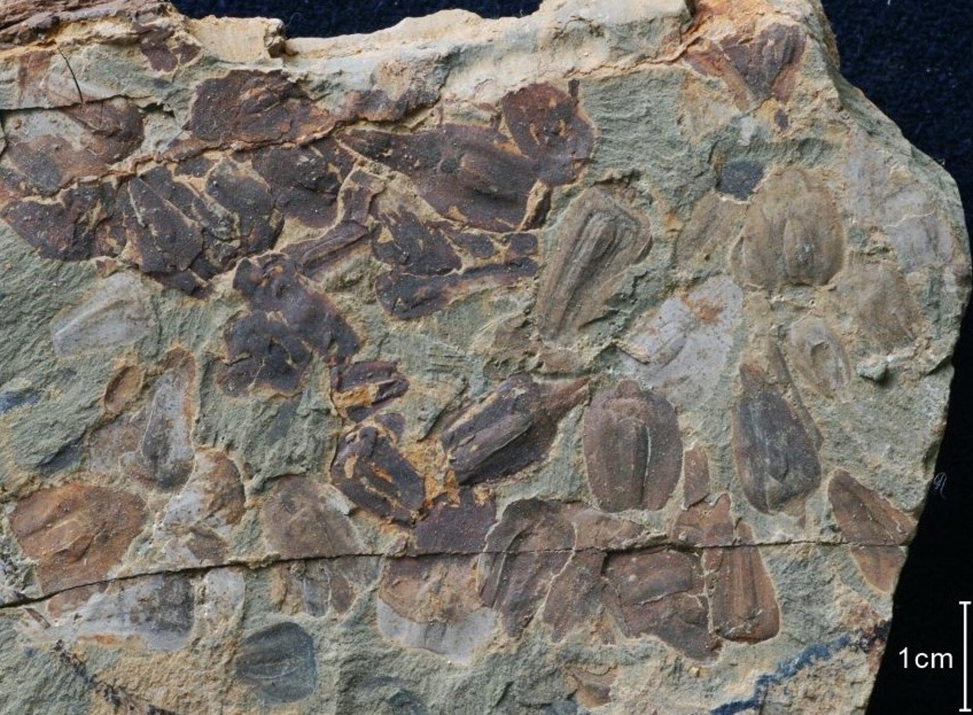 Se hallaron fósiles de gigantoptéridas en China, plantas de hojas enormes que dominaron los bosques tropicales antes de la extinción (UNVERSIDAD DE LEEDS)