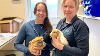 La cifra de conejillos de