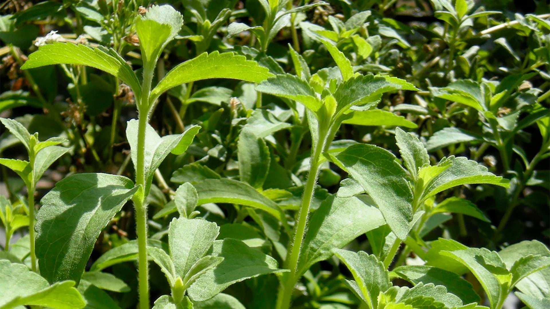 La Universidad de Toyama identificó los genes responsables del dulzor y sabor limpio en diferentes variedades de stevia mediante el análisis de su genoma./Freepik