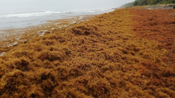 Alerta ambiental ante acumulación de