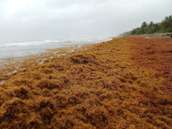 El Ministerio de Ambiente y