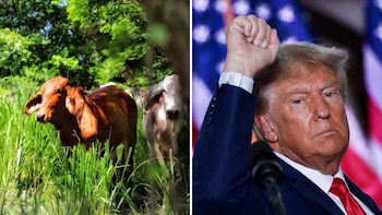 Oportunidad de oro para Colombia y Fedegán: Estados Unidos abre la puerta a 300.000 toneladas de carne ante escasez de ganado