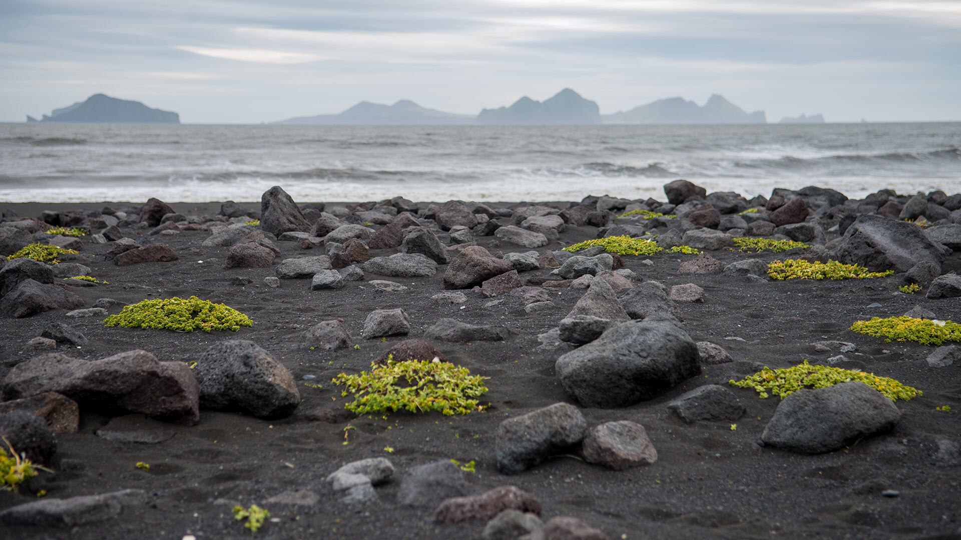 La protección absoluta de Surtsey permitió observar la colonización natural de plantas y animales (Archivo)