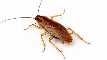 Estos son los olores que atraen a las súper cucarachas, los insectos resistentes al veneno que pusieron en alerta al país