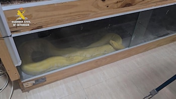 Piden 5 años de cárcel