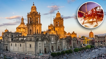 Durante la plaga de chinches