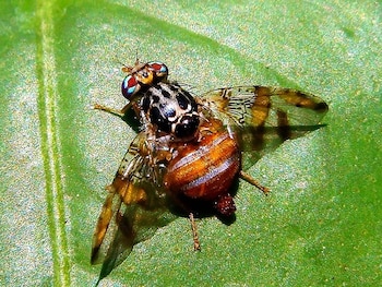 Puesta en marcha de un