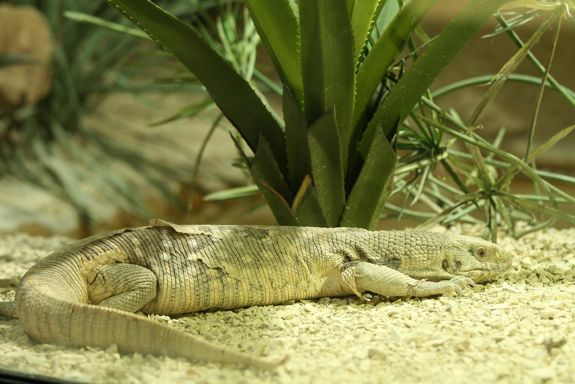 Varano de sabana. (Sylfred1977/Wikimedia Commons)
