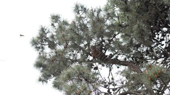 El puma está agazapado en