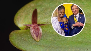 Orquídeas descubiertas en Colombia tendrán