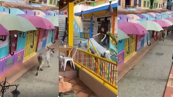 Pánico en Guatapé por toro