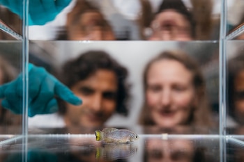 Los investigadores identifican que los