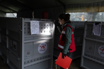 Mujer en chaleco rojo y chaqueta verde ilumina el interior de una jaula metálica con linterna. La jaula tiene huellas de patas, el logo de Four Paws y un papel