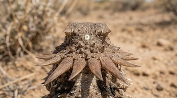 Científicos identifican un ancestro de