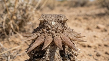 Así evolucionó la visión: de