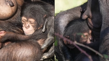La cría de chimpancé se