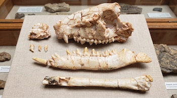 Un cráneo, una mandíbula, un hueso largo, un hueso pequeño, tres dientes sueltos y un fragmento de piedra yacen sobre una superficie beige en un museo.