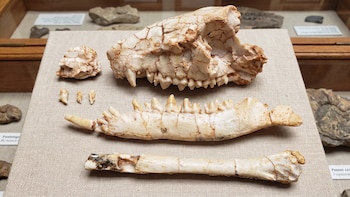 Un fósil del tamaño de un ratón hallado en Mongolia podría cambiar lo que se cree sobre el origen de los mamíferos