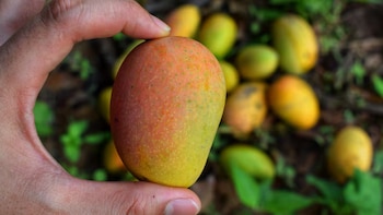 Recomendaciones de un experto para