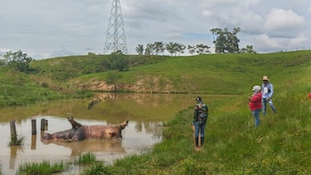 Encontraron hipopótamo sin vida en