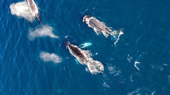 Nacimiento de una cría de