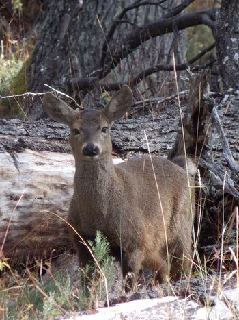 La IPBES indicó que 47