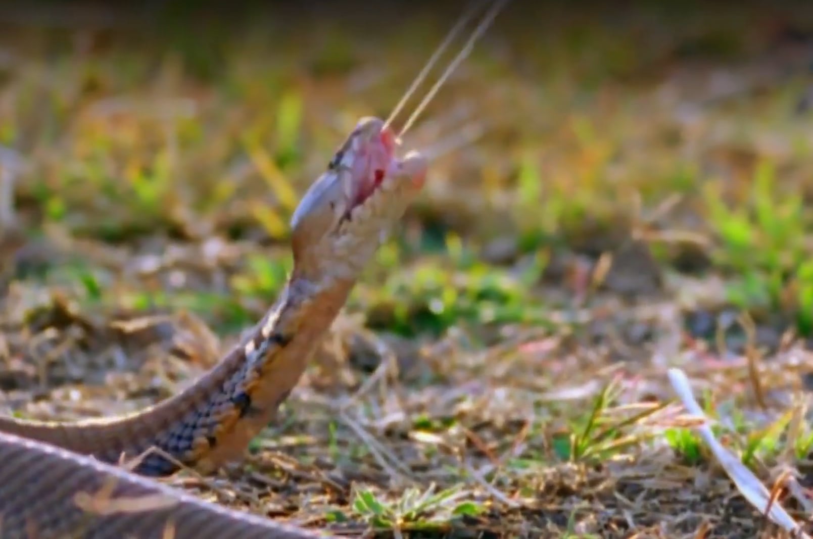 El mecanismo de proyección consiste en la contracción muscular que expulsa el veneno a presión a través de aberturas frontales de los colmillos (Captura de video: YouTube)